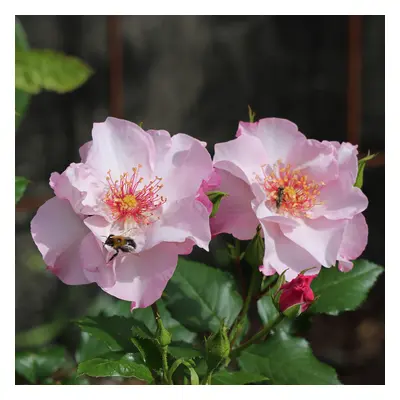 Floribundaros - Rosa floribunda Odyssey ™ (Krukstorlek: 4L)