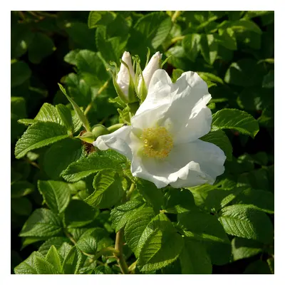 Vresros - Rosa rugosa Alba (Storlek: busk C3,5)