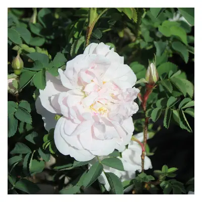 Spinosissimaros - Rosa spinosissima Stanwell Perpetual