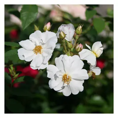 Klätterros - Rosa beggeriana Polstjärnan